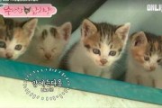 娱乐吃瓜酱猫妈妈视频下载
